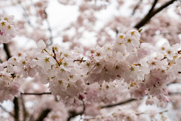 beautiful branches of cherry blossoms on the tree Sakura flowers during spring season in the park