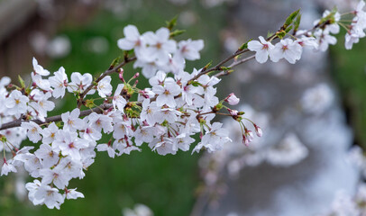 Sakura cherry blossom closeup 3