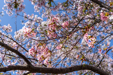 Pink Sakura flowers blooming