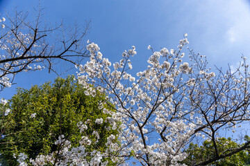 Sakura tree 3