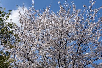 Sakura tree 4