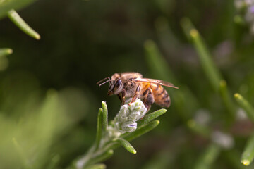 Striped honey bee flying bug on a rosemary blooming flower