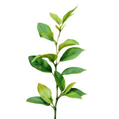 Fototapeta premium A small plant with green leaves on a Transparent Background