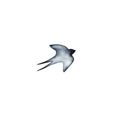 Swallow, martlet. Clear white sky, bird in natural habitat. Barn swallow flying, wings spread. Hirundo rustica on white background. Wildlife. Tattoo design, watercolor art, wild animals, free