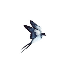 Fototapeta premium Swallow, martlet. Clear white sky, bird in natural habitat. Barn swallow flying, wings spread. Hirundo rustica on white background. Wildlife. Tattoo design, watercolor art, wild animals, free