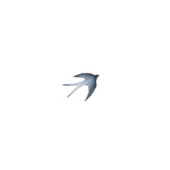 Swallow, martlet. Clear white sky, bird in natural habitat. Barn swallow flying, wings spread. Hirundo rustica on white background. Wildlife. Tattoo design, watercolor art, wild animals, free