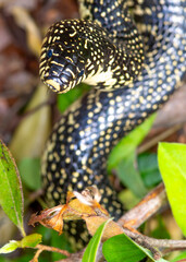 Speckled King Snake