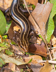 Five Lined Skink