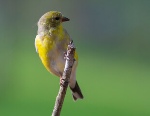 Gold Finch Perched