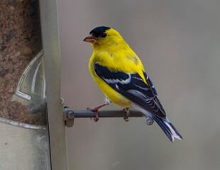 Gold Finch Perched