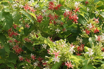 Beautiful rangoon creeper flowers in summer photo.