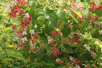 Beautiful rangoon creeper flowers in summer photo.