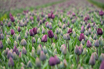 Early spring blooming deep purple tulips blooming in a farm field, one flower standing out above the others, as a nature background
