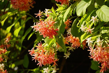 Beautiful rangoon creeper flowers in summer photo.