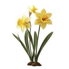 Three yellow flowers in a vase