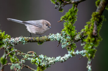 An american 
 bushtit " Psaltriparus minimus " searches for food on moss covered branches.