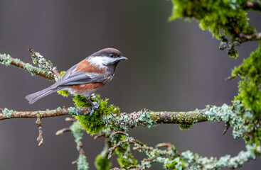 A chestnut-backed chickadee 