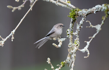 An american 
 bushtit " Psaltriparus minimus " searches for food on moss covered branches.