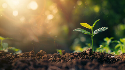 A lone young plant basks in radiant sunlight, surrounded by rich, moist soil, embodying hope and the natural cycle of life and rebirth - obrazy, fototapety, plakaty