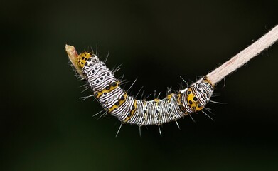Eight-spotted forester caterpillar Alypia octomaculata grape plant night macro nature pest control...