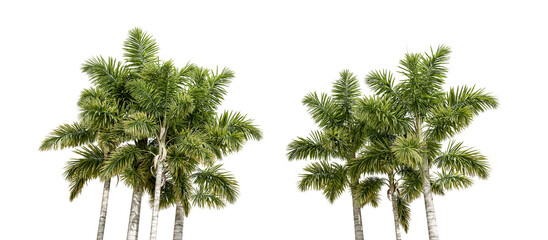 Look from below palm trees isolated on white
 - obrazy, fototapety, plakaty
