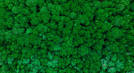 aerial view of dark green forest Abundant natural ecosystems of rainforest. Concept of nature forest preservation and reforestation	
