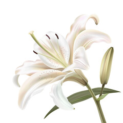 White lily on Transparent Background