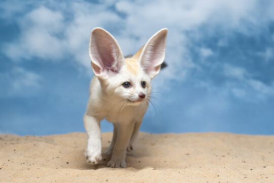 The Fennec Fox (Vulpes zerda) is the smallest fox species native to the deserts of North Africa.