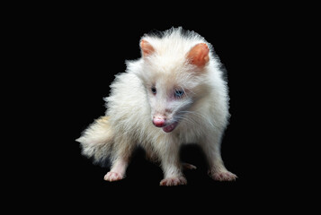 The White Japanese Raccoon Dog (Nyctereutes viverrinus) with blue eyes is a rare type of raccoon...