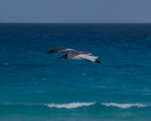 Obraz premium seagull in flight