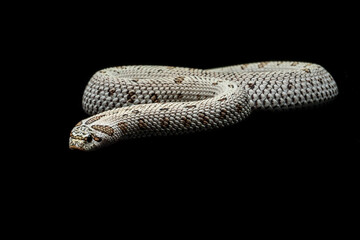 The Hognose Snake is a species of snake endemic to North America. 