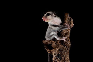 The baby of Sugar Glider (Petaurus breviceps). The species is native to Australia and Indonesia.