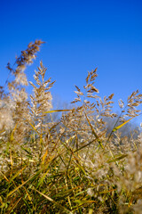 grass and blue sky in winter 