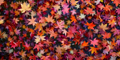 Fototapeta na wymiar A colorful array of autumn maple leaves in a dynamic free fall.