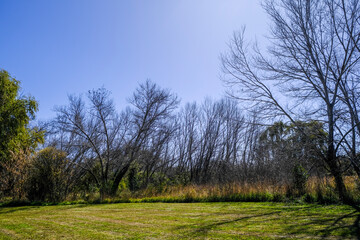 bare trees in the park in winter