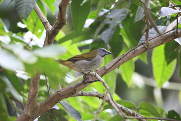 Obraz premium The buff-throated saltator (Saltator maximus) is a seed-eating bird in the tanager family Thraupidae. This photo was taken in Ecuador.
