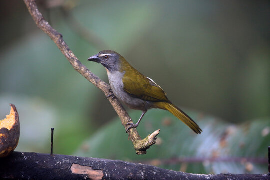 The buff-throated saltator (Saltator maximus) is a seed-eating bird in the tanager family Thraupidae.  This photo was taken in Ecuador.