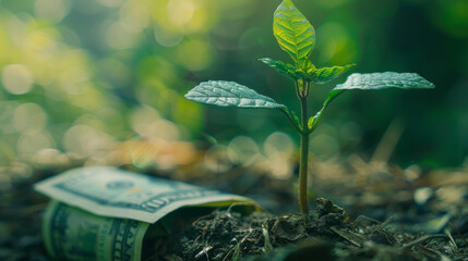 Fototapeta na wymiar A vibrant image showcasing a young plant growing in bright sunlight with a blurred dollar bill in the background, denoting financial growth and optimism