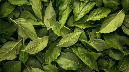 Lush yerba mate leaves, vibrant and untamed, a stunning composition of nature's green splendor - obrazy, fototapety, plakaty
