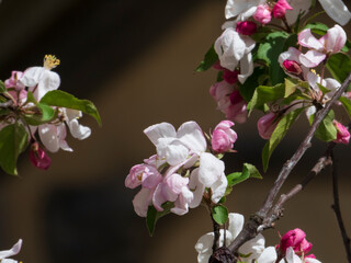 pink blossom
