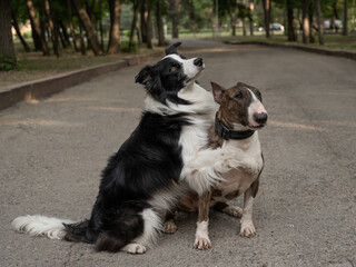 Black and white border collie hugging a brindle bull terrier on a walk. 