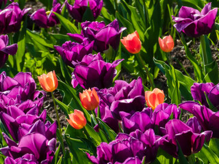 tulips in the garden