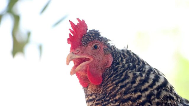 Portrait of a hen in the backyard