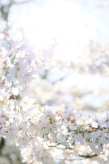 twig of Japanese cherry in bloom in spring. seasonal floral background