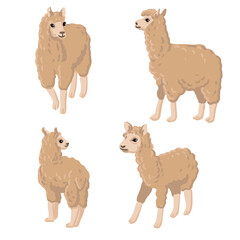 vector drawing llama, animals isolated at white background, hand drawn illustration - 781053675