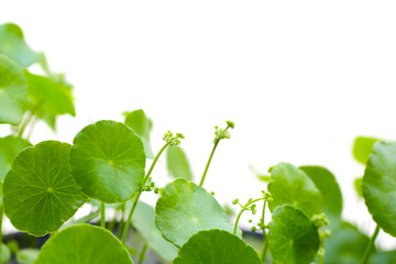 Fresh green centella asiatica leaves with flower or water pennywort plant on white background.