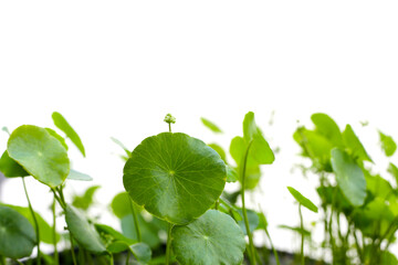 Fresh green centella asiatica leaves with flower or water pennywort plant on white background.