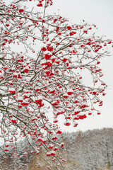 red berries rowan in snow winter background