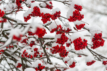 red berries rowan in snow winter background - 781054696