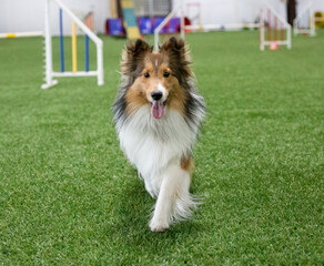sheltie trot